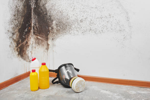 Best Toxic Mold Removal  in Coldwater, MS