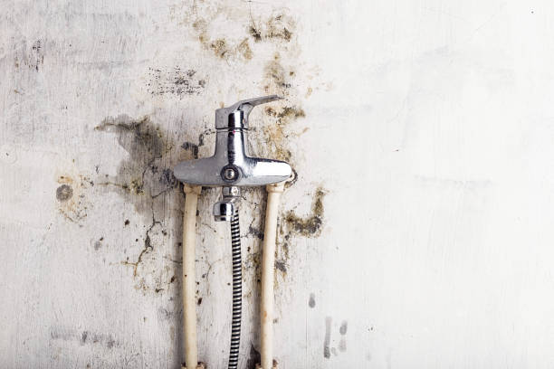 Best Mold Cleaning Services  in Coldwater, MS