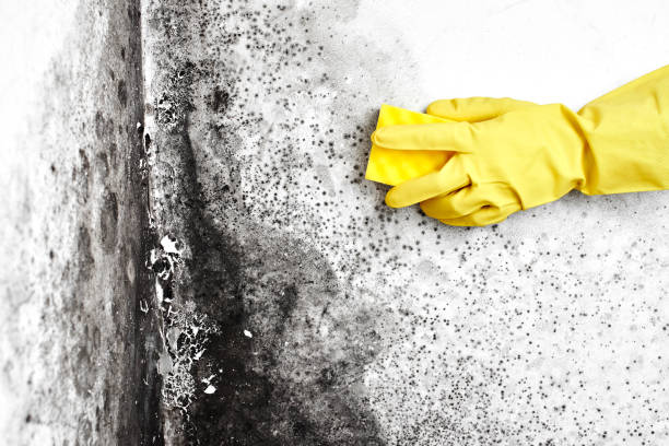Best Mold Cleaning Services  in Coldwater, MS