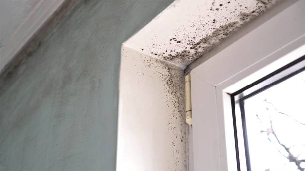 Best Black Mold Removal  in Coldwater, MS