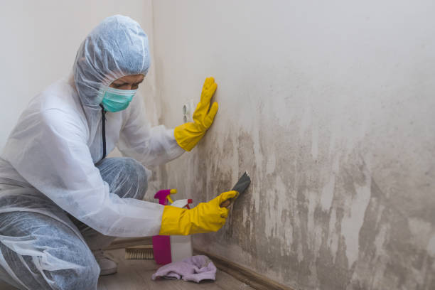 Best Office Mold Removal Services  in Coldwater, MS