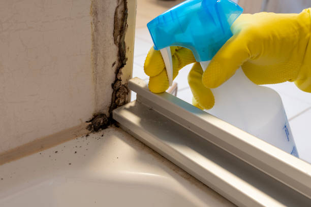 Best Fast Mold Removal  in Coldwater, MS