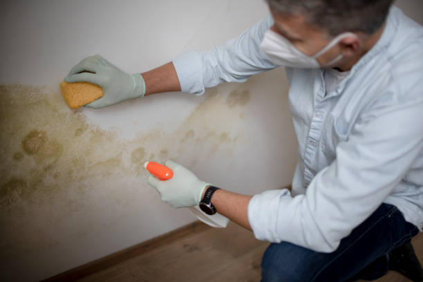 Best Residential Mold Removal  in Coldwater, MS