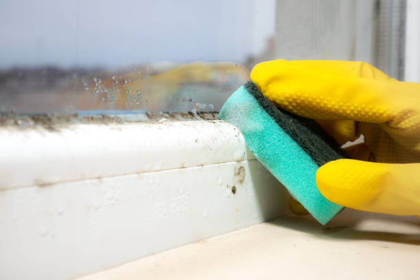 Best Professional Mold Removal  in Coldwater, MS