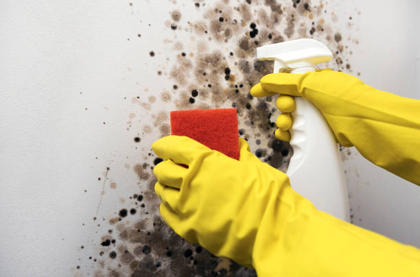 Best Local Mold Removal Service  in Coldwater, MS