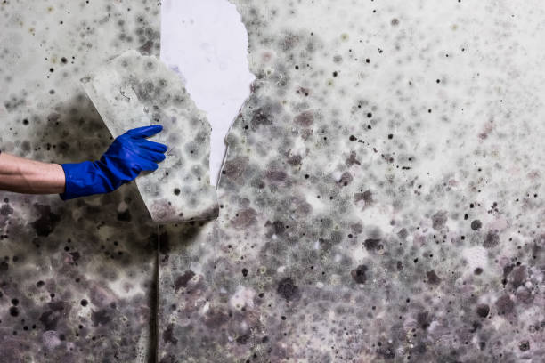 Best Affordable Mold Removal  in Coldwater, MS