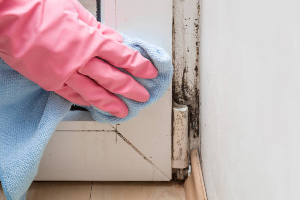 Best Mold Remediation Experts  in Coldwater, MS